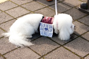 120510_american-spring-6