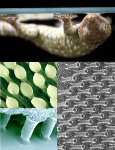 Gecko Tape