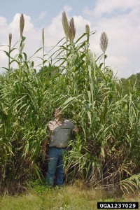 Arundo donax