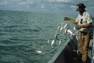 Checking Gill Nets