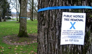Corvallis Curiosity Tree