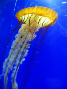Jellyfish for Portland Aquarium