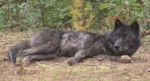 OR-16 wolf recently killed in Idaho