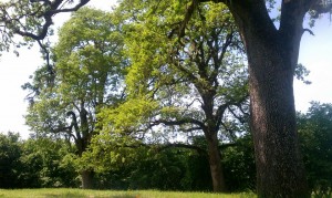 947025_10151699266992494_1264776069_n