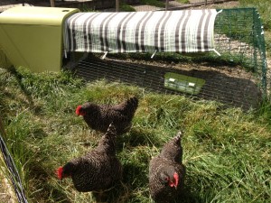 Photo by Mica Habarad