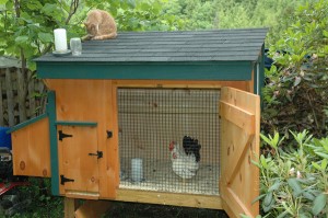 chicken coop
