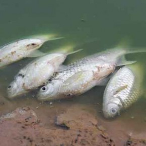 Dead fish floated in the green waste water.