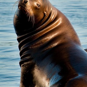 sea lion_color