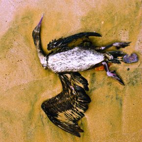 dead-bird-dubai-corm