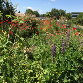 pollinator-garden-at-the-marion-garden-in-salem-or_18758303059_o