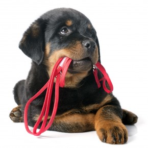puppy with leash