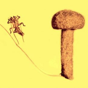 mushroom with insect skin-2