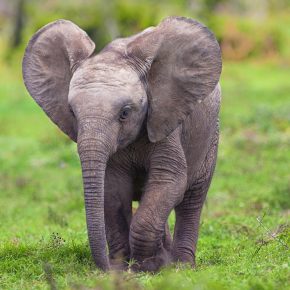 elephant-baby