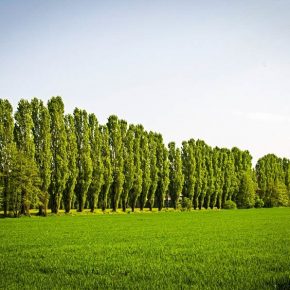 poplar-tree-row