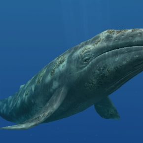 grey-whale