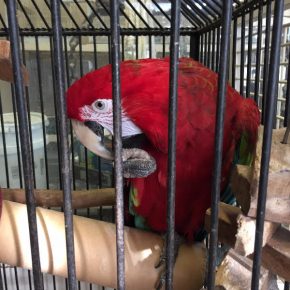 animalhouseparrot1