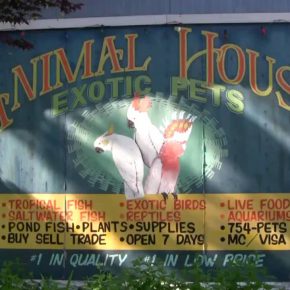 animal-house