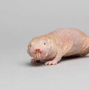 naked-mole-rat