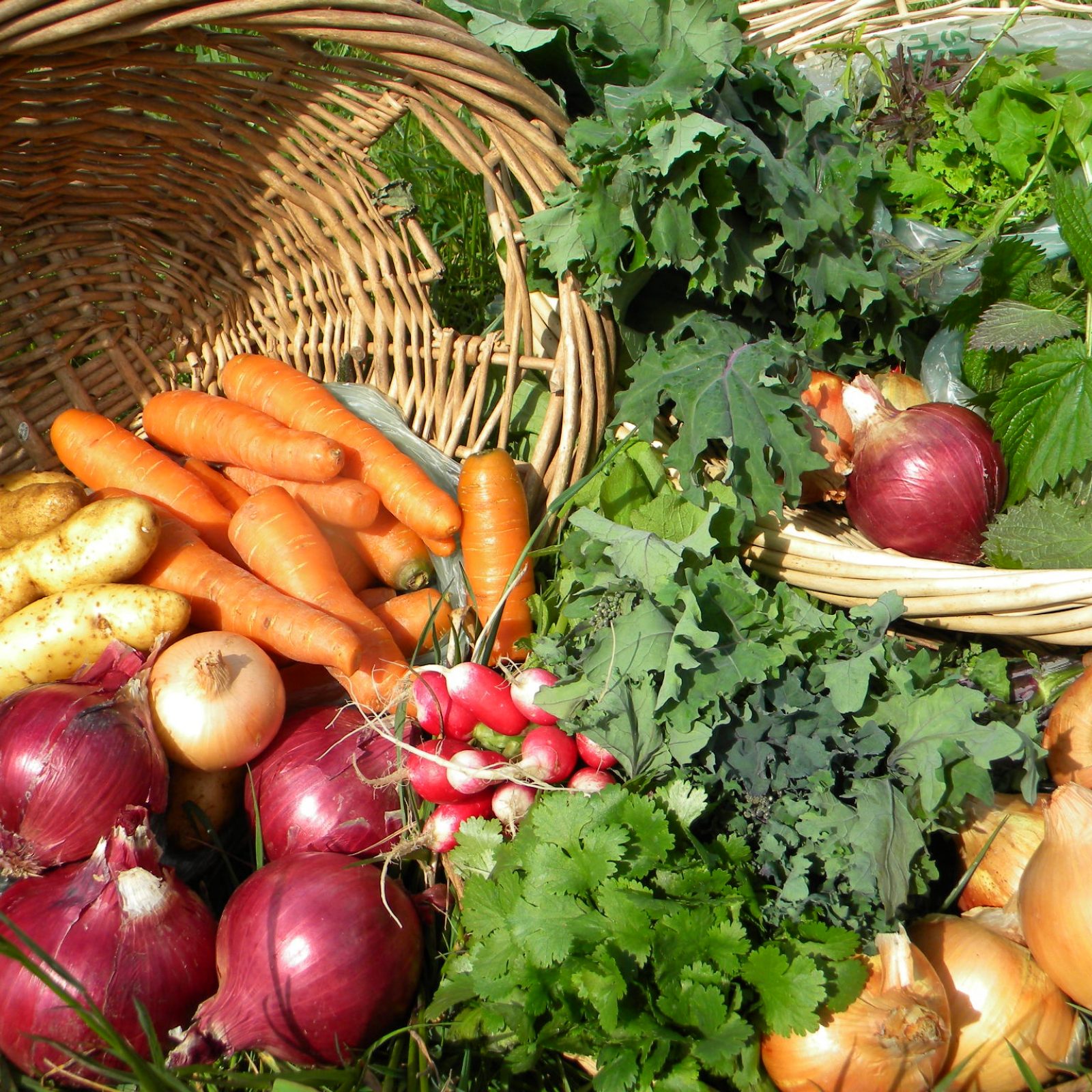 CSA-Rainshine-Family-Farm