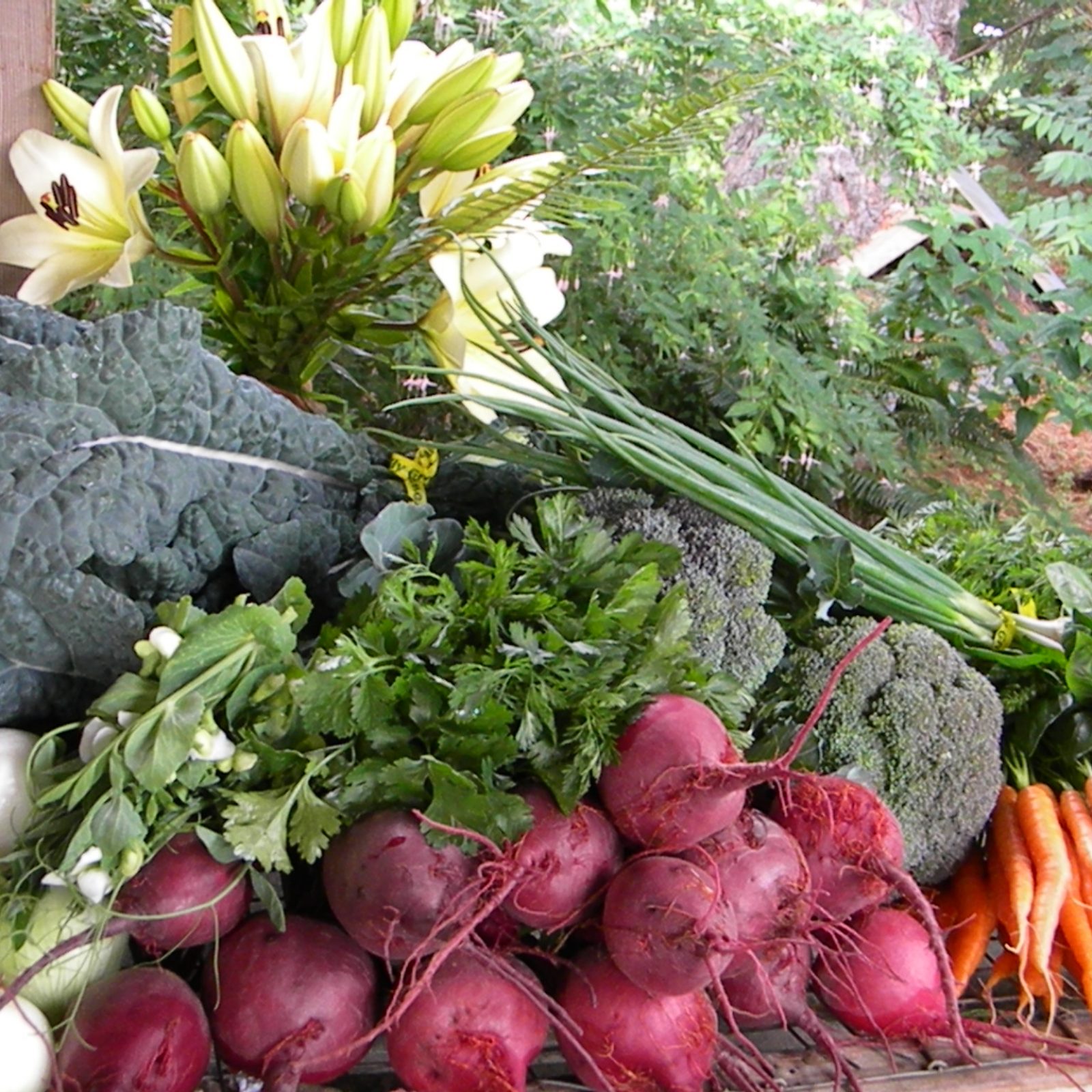 CSA-Rainshine-Family-Farms