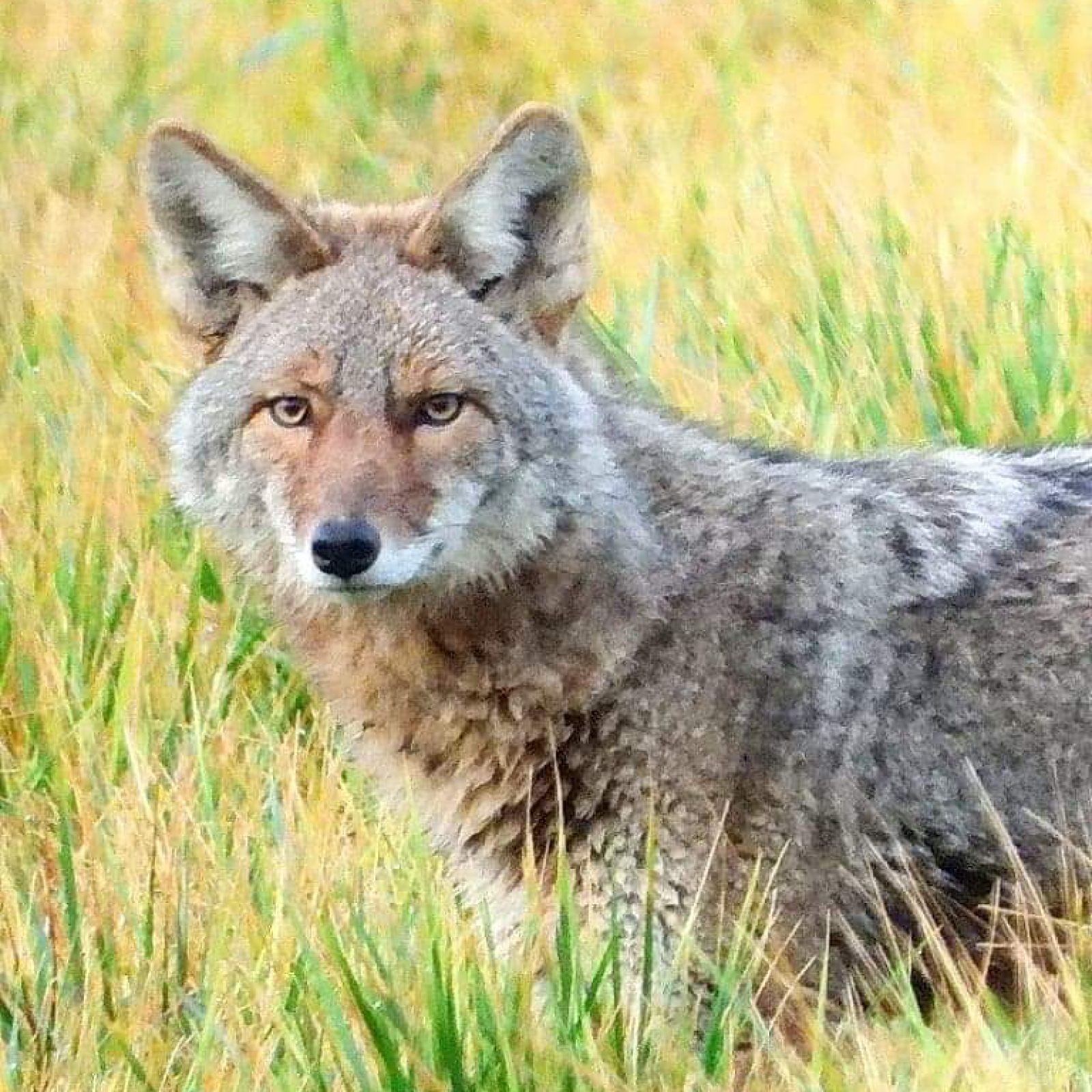 received_1084940745237820