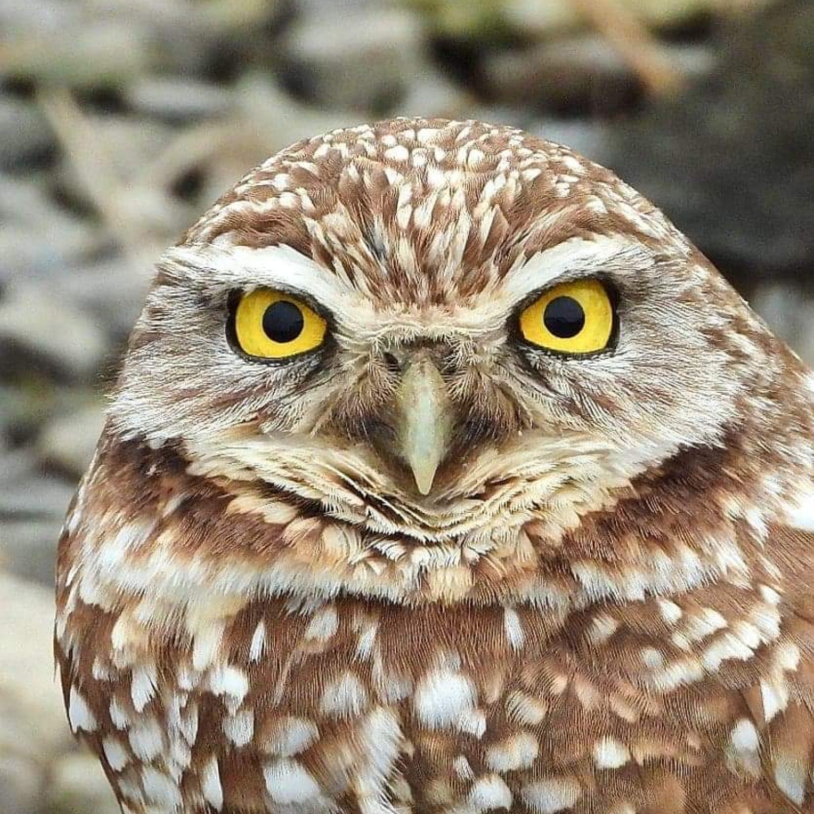 received_220457019389387