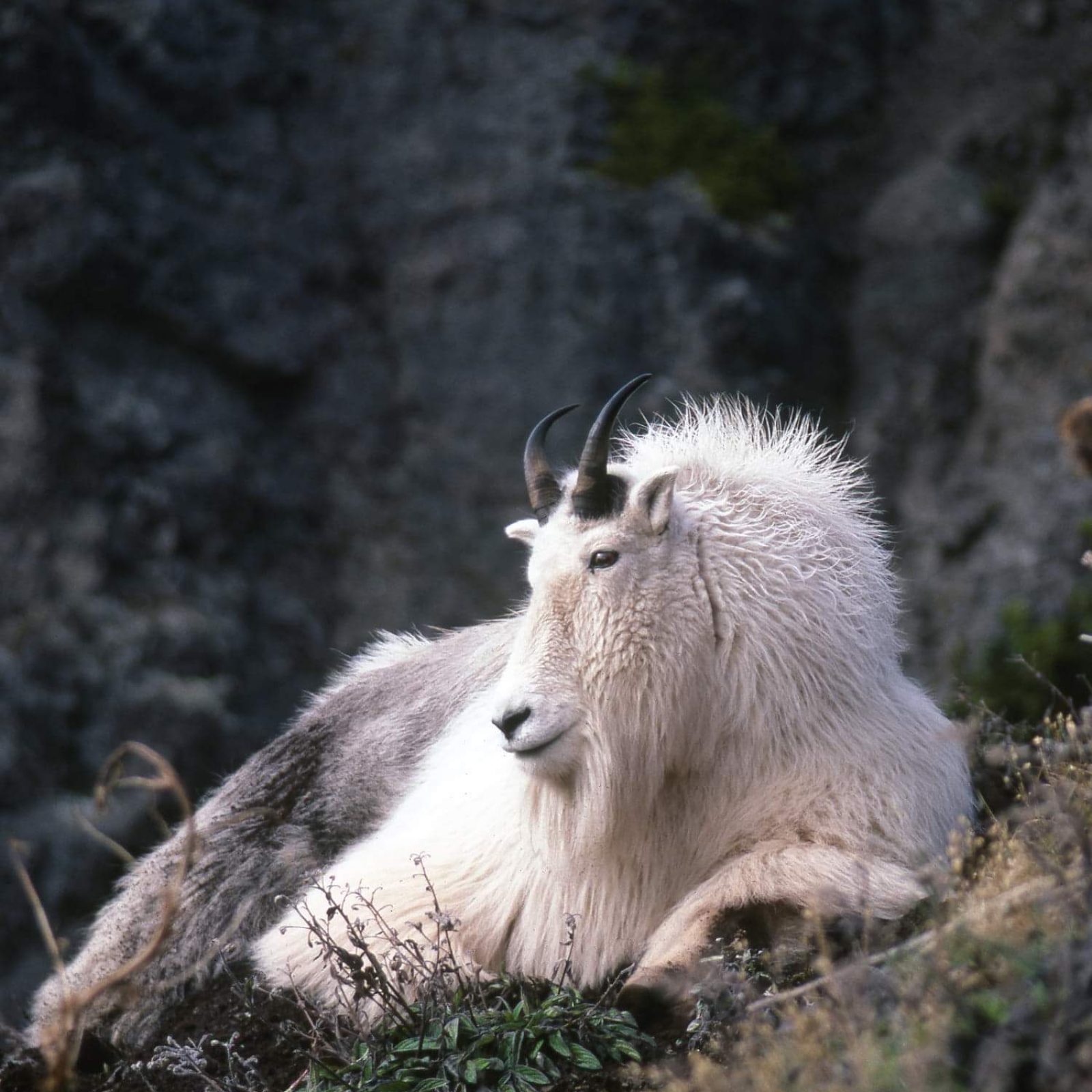 received_229111555112949