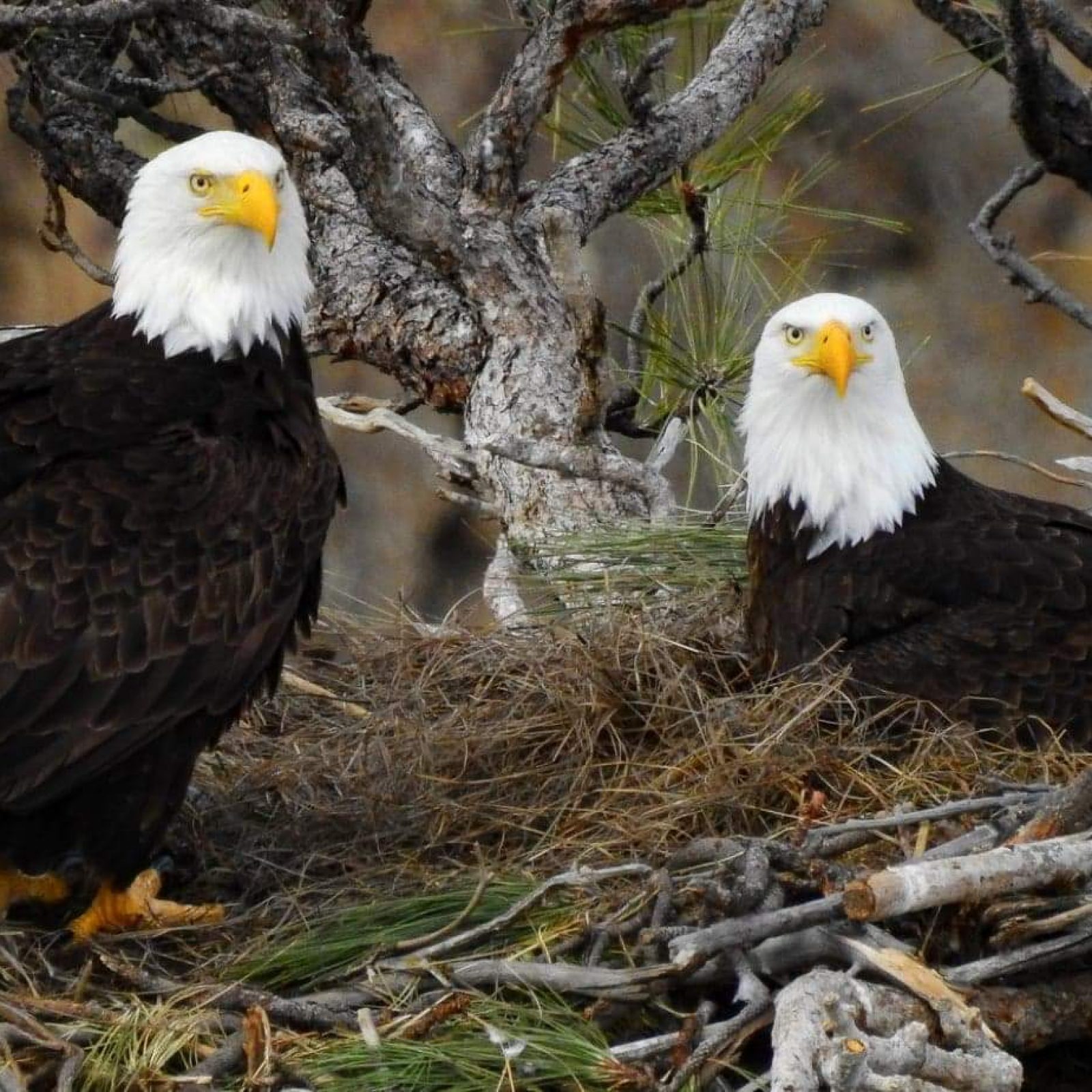 received_229603634949871