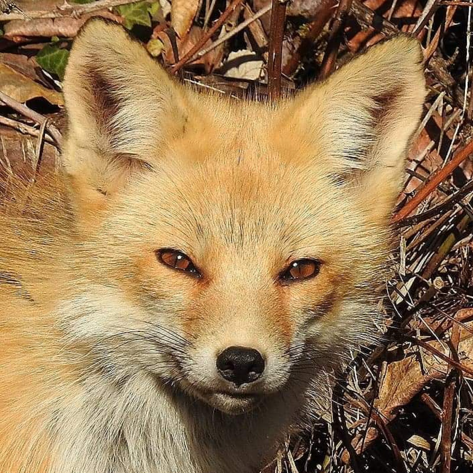 received_556649631916725